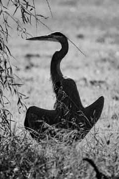 Heron in the shade Foto stock