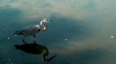 Heron in the shadows looking for fish Stock Footage 35829730