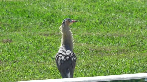 Heron shaking feathers. Slow motion Stock Footage 148270762