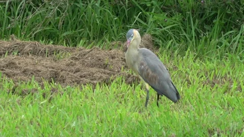 Heron shaking feathers. Slow motion Stock Footage 148277191
