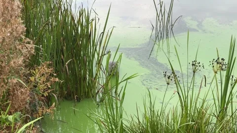 A heron sits in an algae covered pond 库存影片 288011553