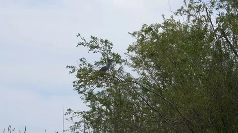Heron sits on the top of the tree. Heron takes off from the tree branch. Stock Footage 124328181