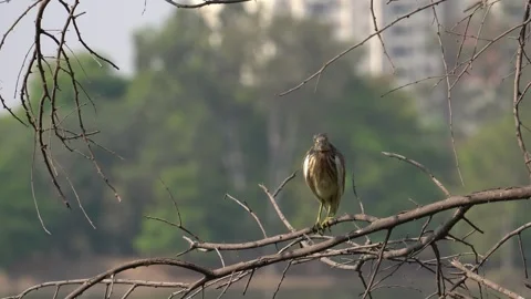 Heron sitting on branch Stock Footage 274371677