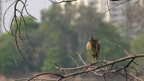 Heron sitting on branch Stock Footage 274371678