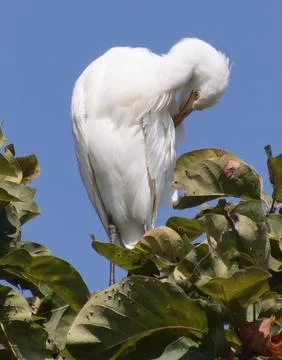 Heron sitting on the branch of the tree Foto stock