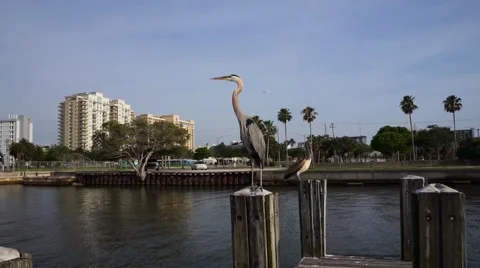 Heron Sitting on A Dock Post Video stock 63793051