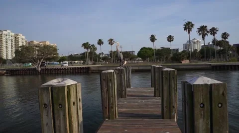Heron Sitting on A Dock Post Video stock 63793062