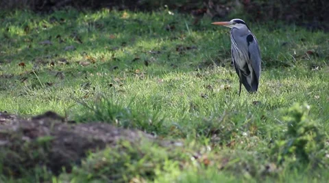Heron sitting in a grass area Stock Footage 41581897