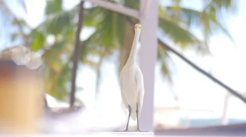 Heron sitting on a table Stock-Footage 56482547