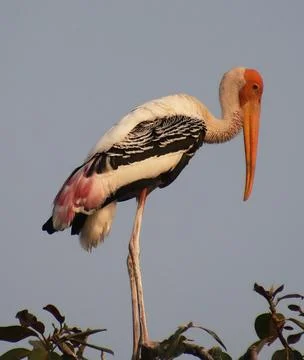 Heron sitting on a tree branch Stock-Fotos
