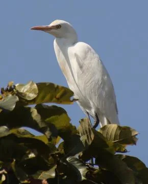 Heron sitting on a tree branch Stock Photos