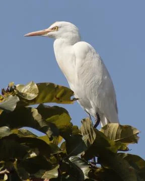 Heron sitting on a tree branch Stock Photos