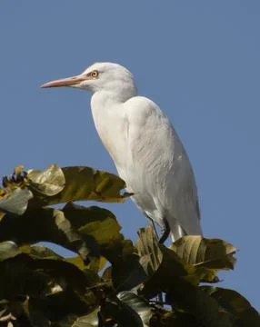 Heron sitting on a tree branch Stock Photos