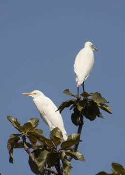 Heron sitting on tree branch Stock Photos