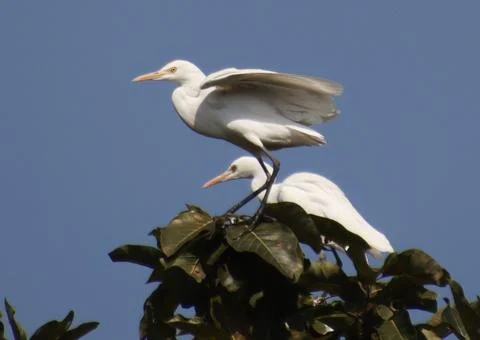 Heron sitting on tree branch Stock Photos