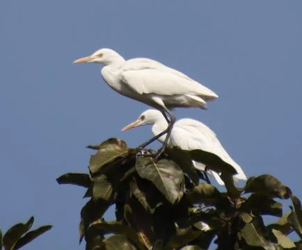 Heron sitting on a tree branch Stock Photos
