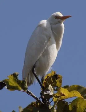 Heron sitting on a tree branch Stock Photos