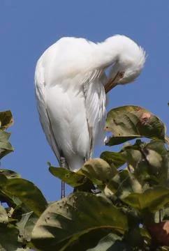 Heron sitting on a tree branch Stock-Fotos