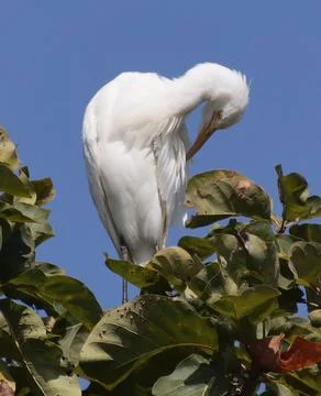 Heron sitting on a tree branch Foto stock