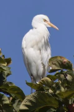 Heron sitting on a tree branch Foto stock