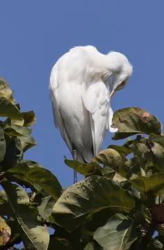 Heron sitting on a tree branch Stock-Fotos