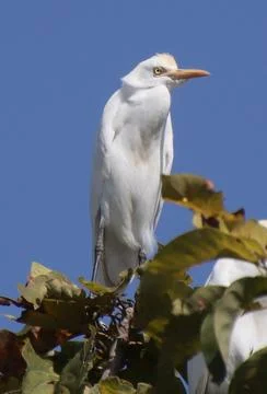 Heron sitting on a tree branch Stock Photos