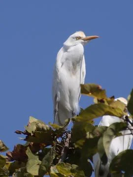 Heron sitting on a tree branch Stock Photos
