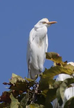 Heron sitting on a tree branch Stock Photos