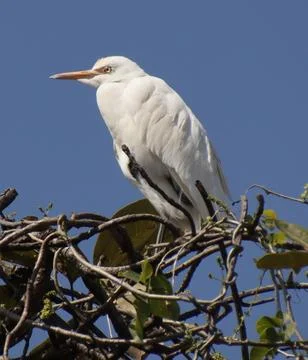 Heron sitting on a tree branch Stock-Fotos