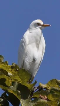Heron sitting on a tree branch Stock Photos