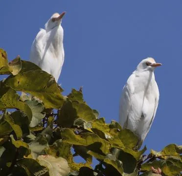 Heron sitting on a tree branch Stock-Fotos