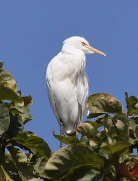 Heron sitting on a tree branch Stock Photos