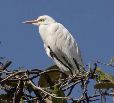 Heron sitting on a tree branch Foto stock