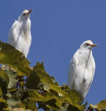 Heron sitting on a tree branch Stock Photos