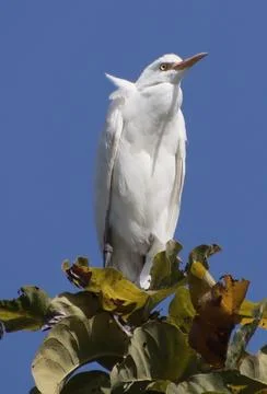 Heron sitting on a tree branch Stock Photos