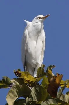 Heron sitting on a tree branch Stock Photos