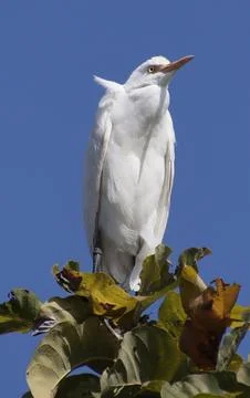Heron sitting on a tree branch Foto stock