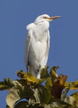 Heron sitting on a tree branch Stock Photos