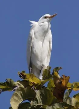 Heron sitting on a tree branch Stock Photos