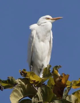 Heron sitting on a tree branch Stock Photos