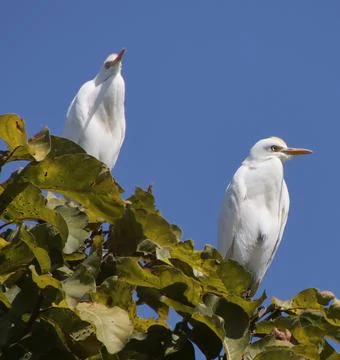 Heron sitting on a tree branch Stock Photos