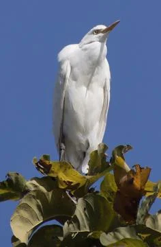 Heron sitting on a tree branch Stock-Fotos