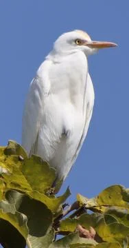 Heron sitting on a tree branch Foto stock