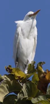 Heron sitting on a tree branch Stock-Fotos
