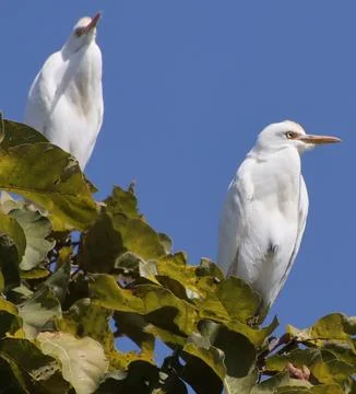 Heron sitting on a tree branch Foto stock