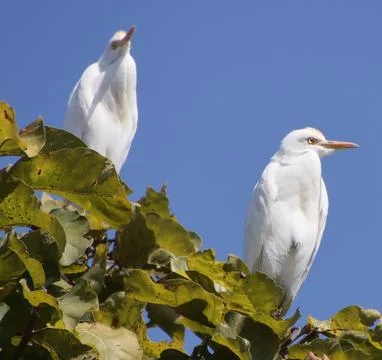 Heron sitting on a tree branch Stock Photos