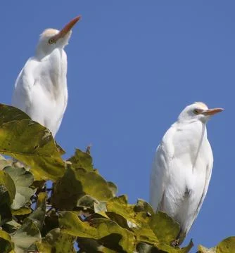 Heron sitting on a tree branch Stock Photos