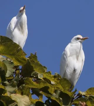 Heron sitting on a tree branch Stock-Fotos