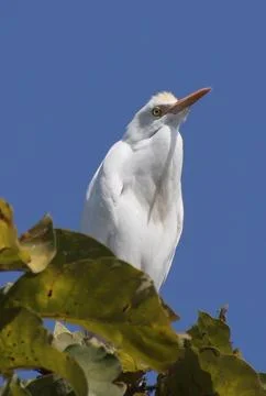 Heron sitting on a tree branch Stock Photos