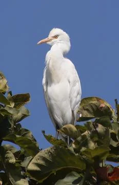 Heron sitting on a tree branch Stock Photos